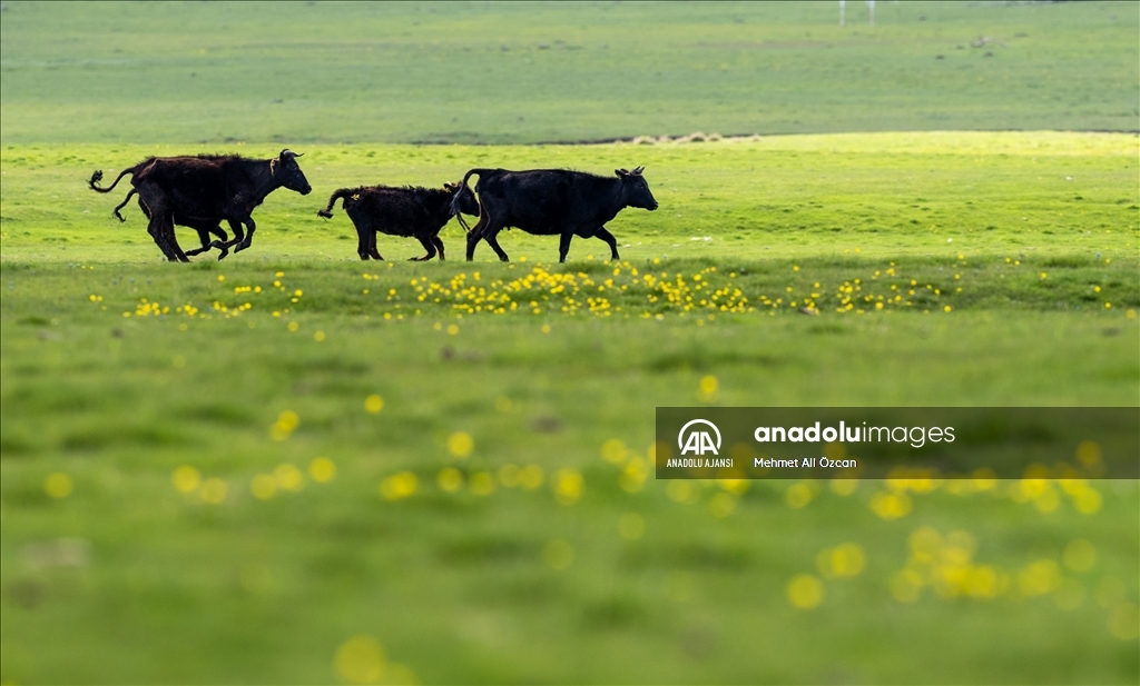 Çamlıdere Benli Yaylası