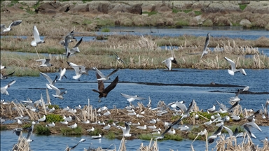 Kars'ta buzları çözülen Çalı Gölü'ne göçmen kuşlar gelmeye başladı