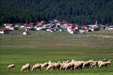 Плоскогорье Бенли в провинции Анкара- богатый источник питания для животных 