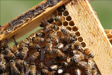 Благоприятные погодные условия обнадеживают пчеловодов в турецком Бингёле