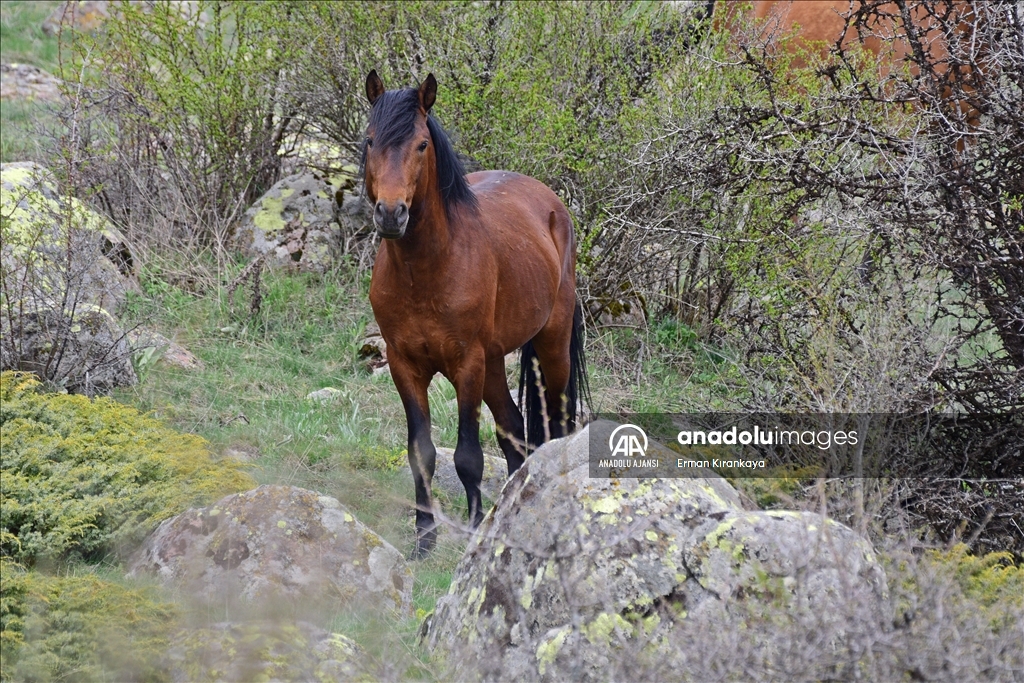 Başkentin Yılkı atları