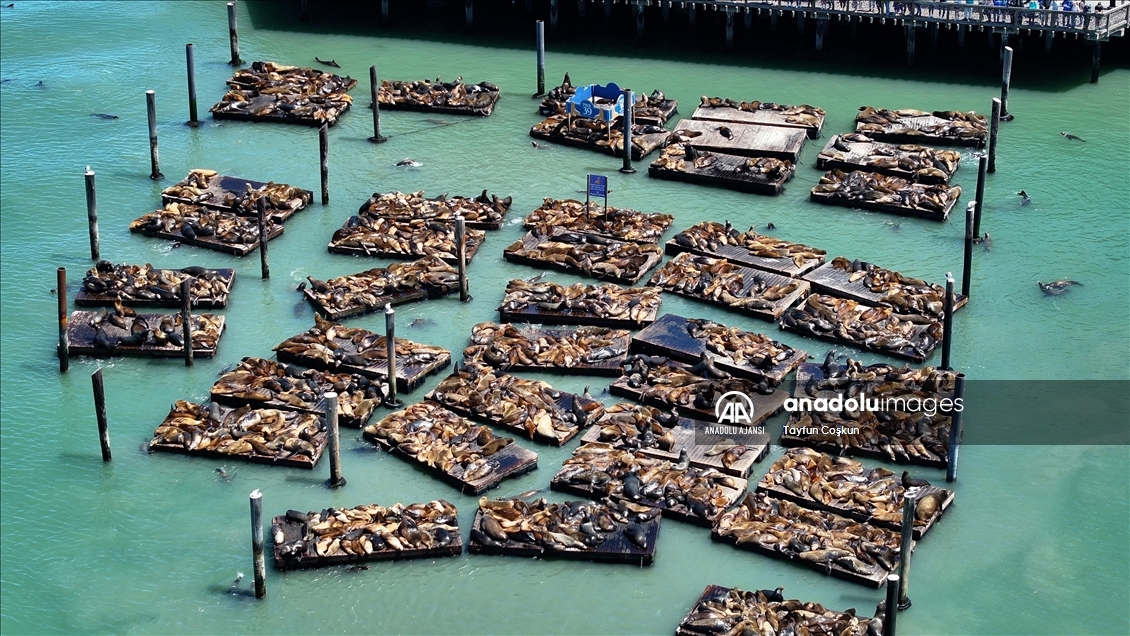 San Francisco rekor sayıda deniz aslanı ziyaretine şahit oluyor
