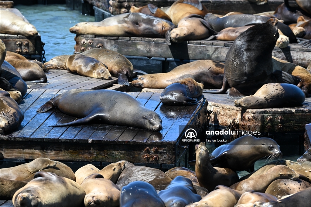 San Francisco rekor sayıda deniz aslanı ziyaretine şahit oluyor