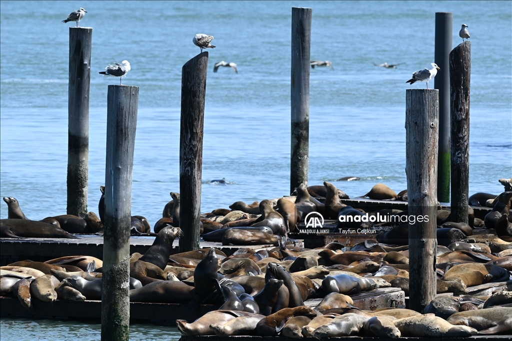 San Francisco rekor sayıda deniz aslanı ziyaretine şahit oluyor