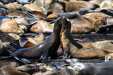В Сан-Франциско наблюдается рекордное число зрителей за морскими львами