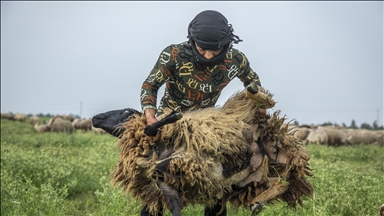 Erbil’de besicilerin koyun kırkma mesaisi başladı
