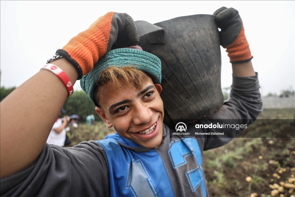 Mısır'da patates hasadı
