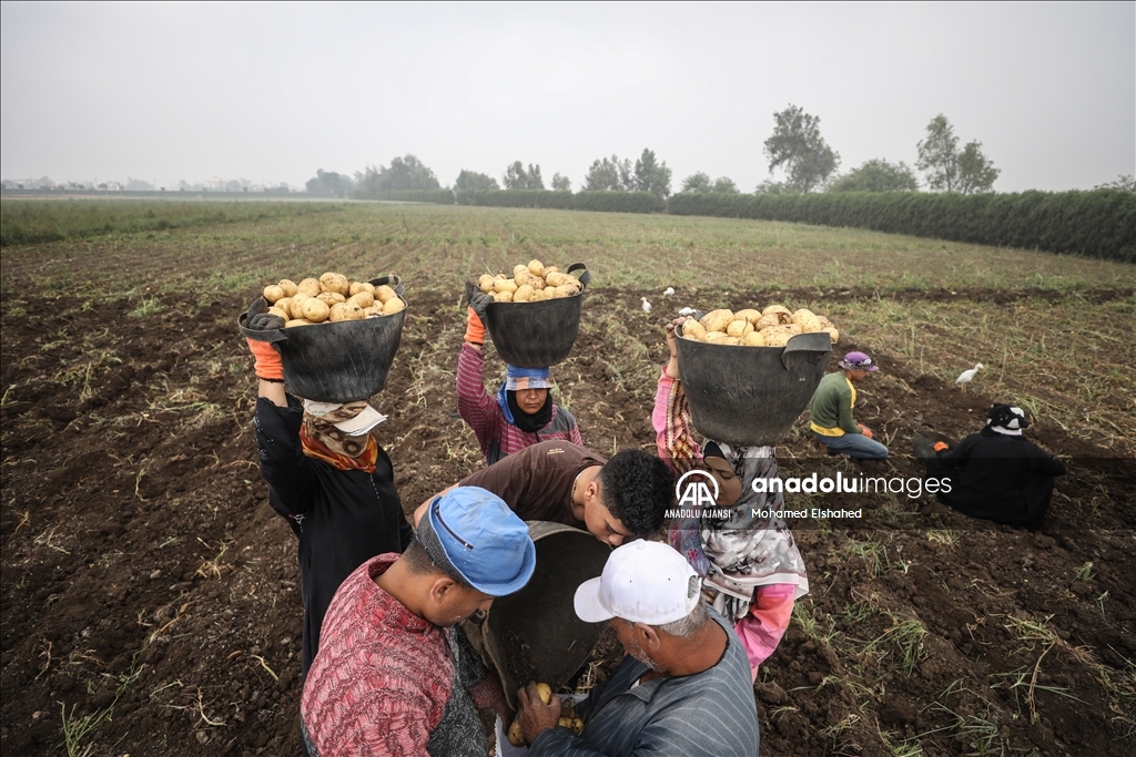 Mısır'da patates hasadı