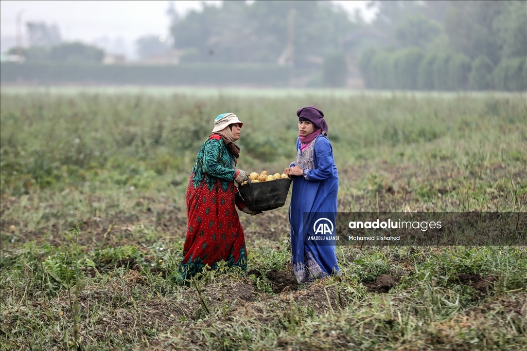 Mısır'da patates hasadı
