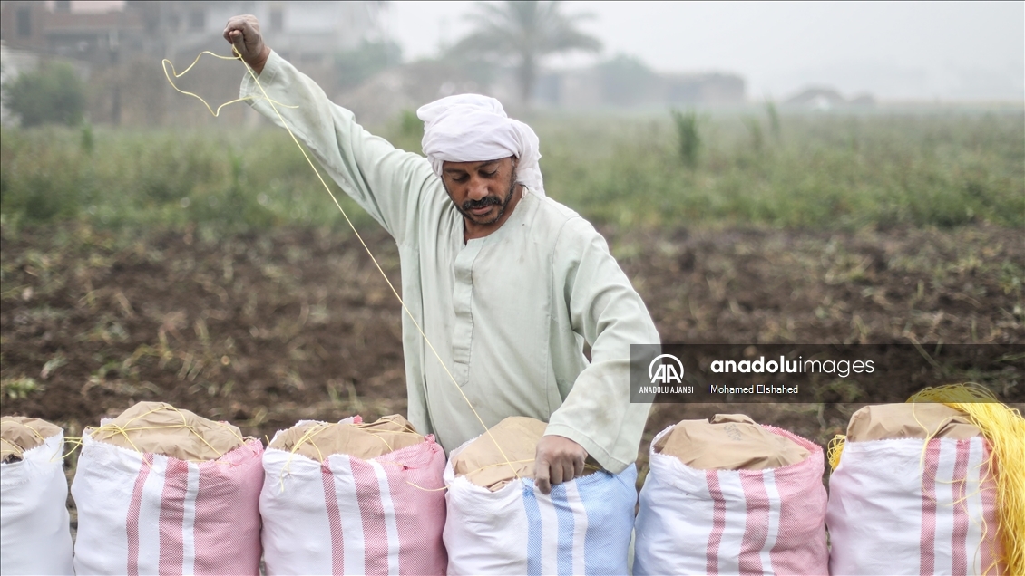 Mısır'da patates hasadı