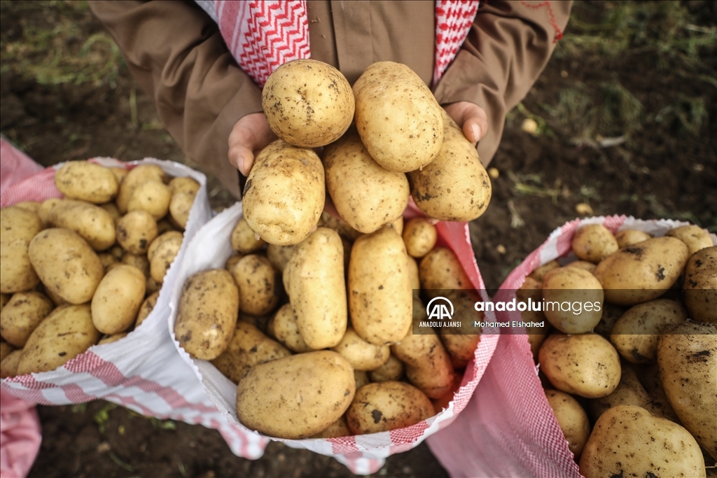 Mısır'da patates hasadı
