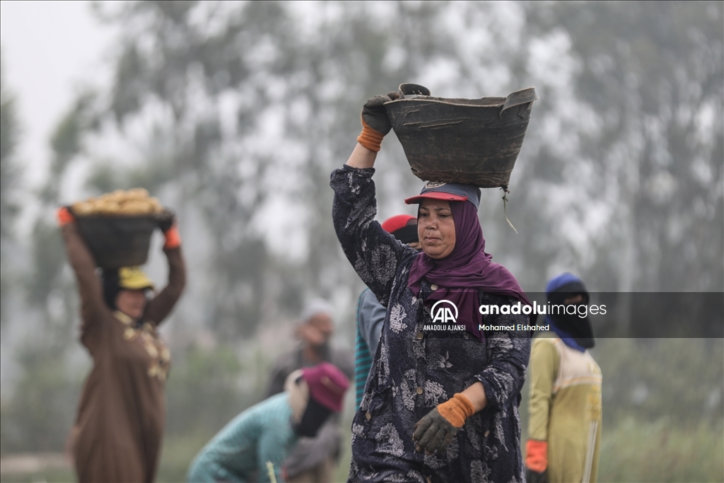 Mısır'da patates hasadı