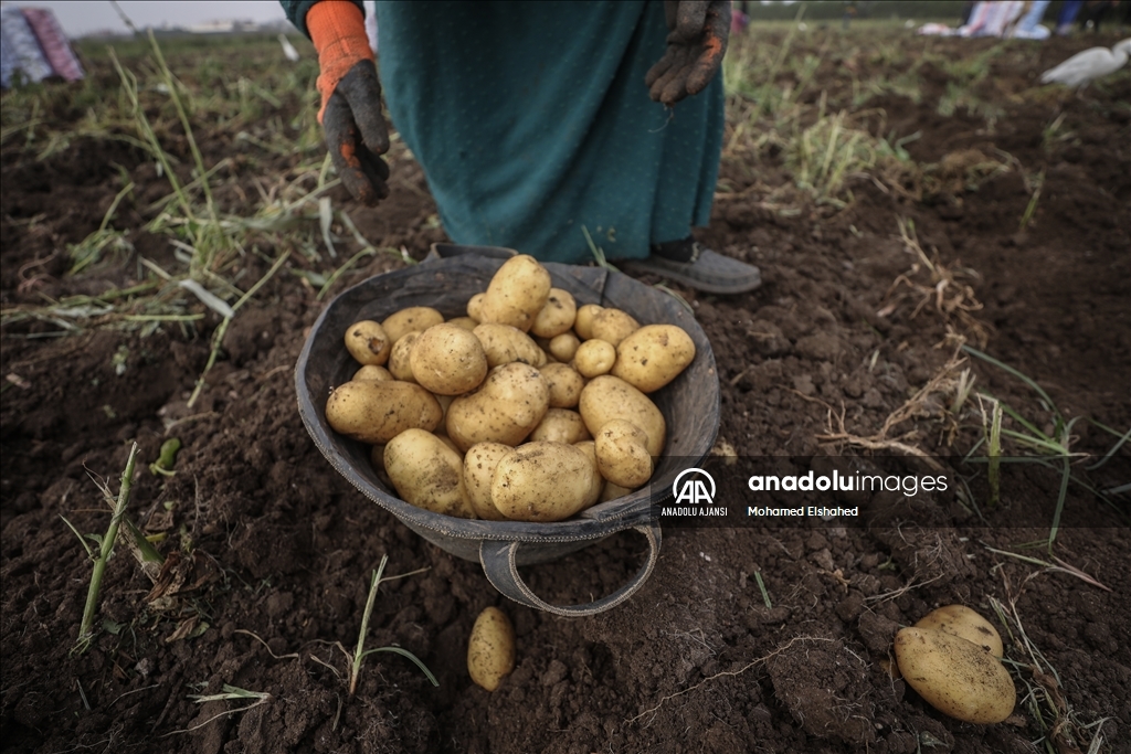 Mısır'da patates hasadı
