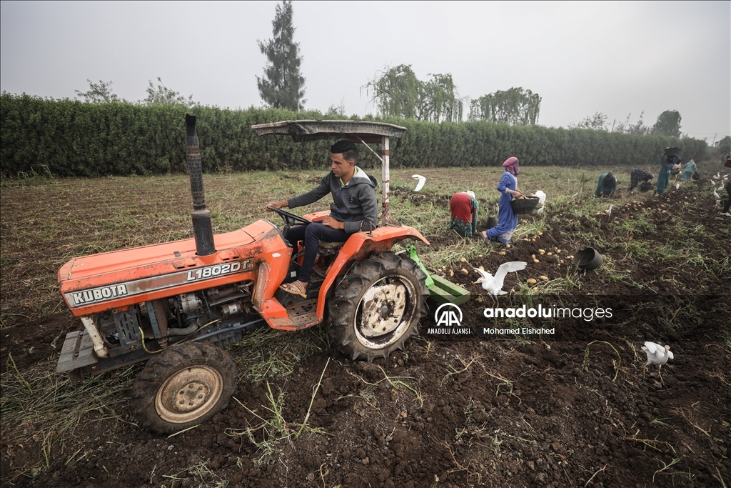 Mısır'da patates hasadı