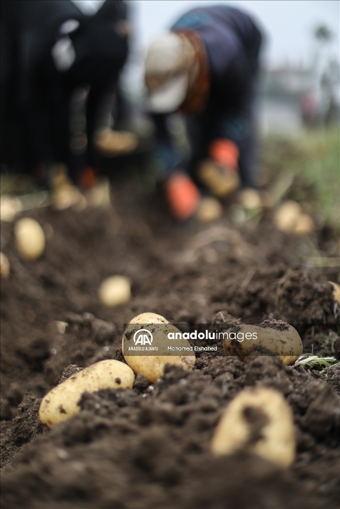 Mısır'da patates hasadı