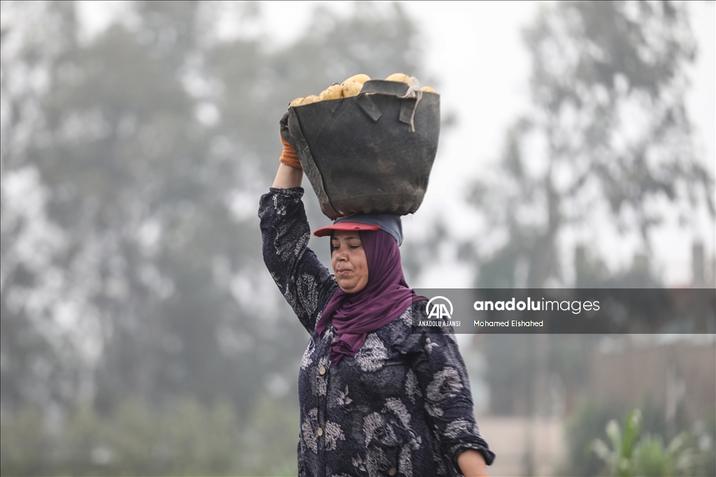 Mısır'da patates hasadı