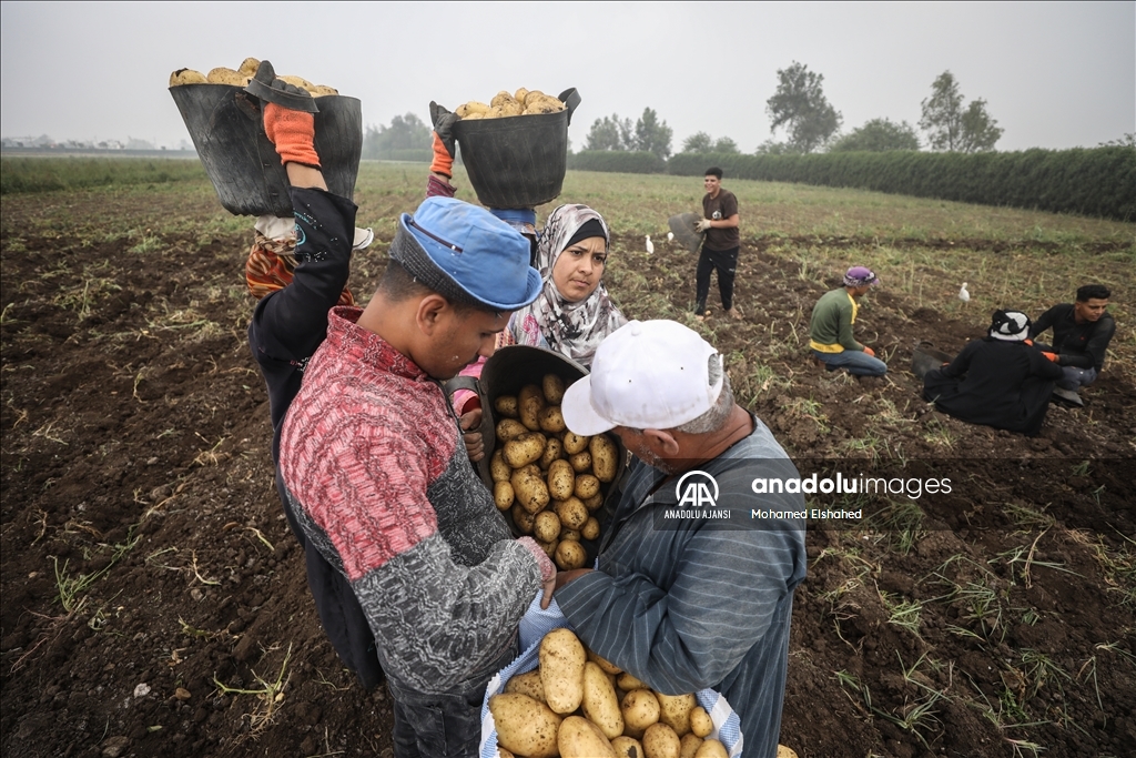 Mısır'da patates hasadı