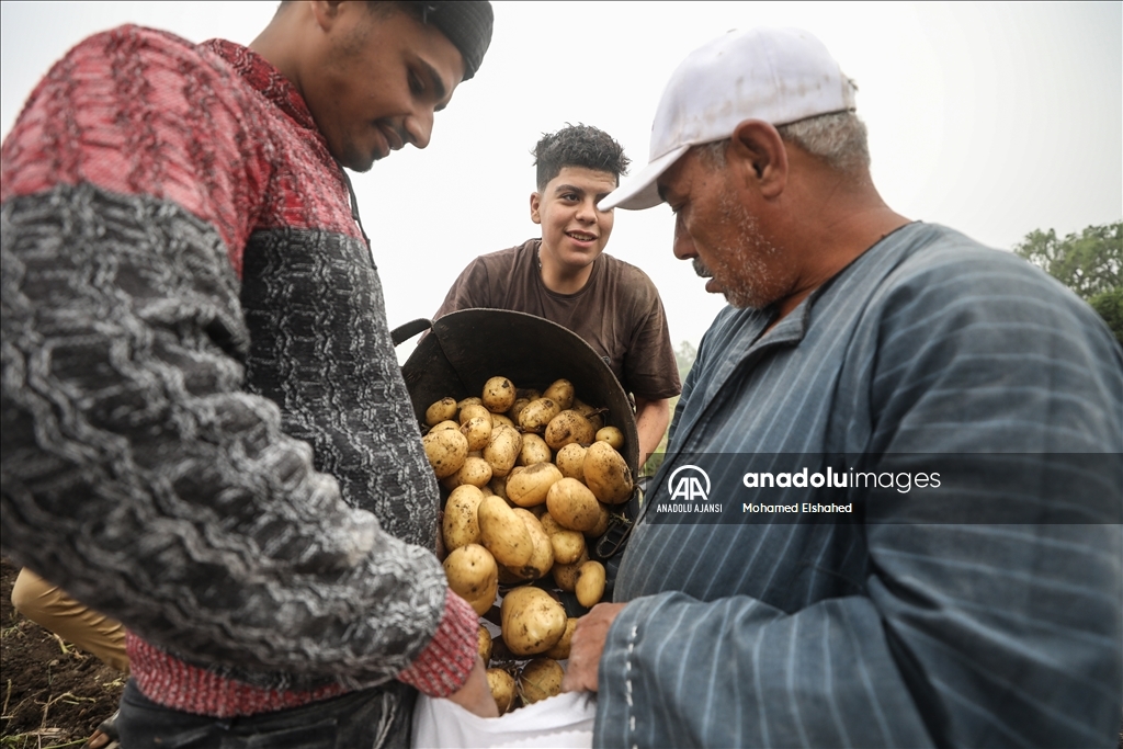 Mısır'da patates hasadı