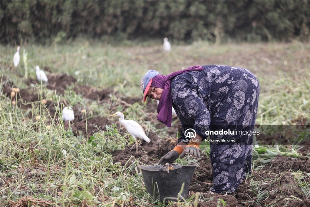 Mısır'da patates hasadı
