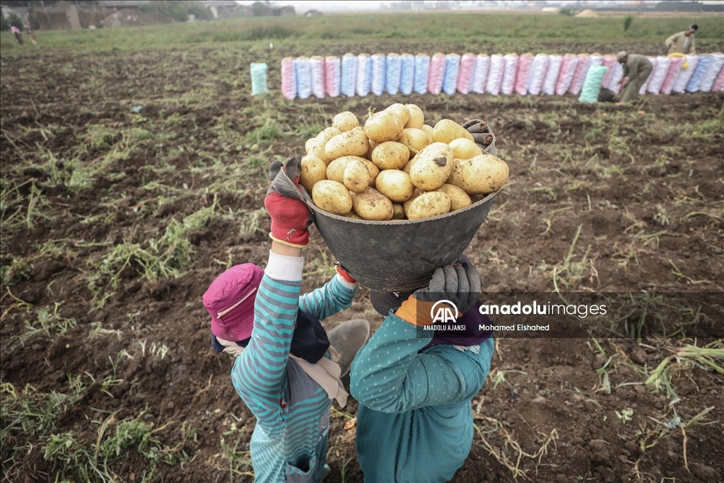 Mısır'da patates hasadı