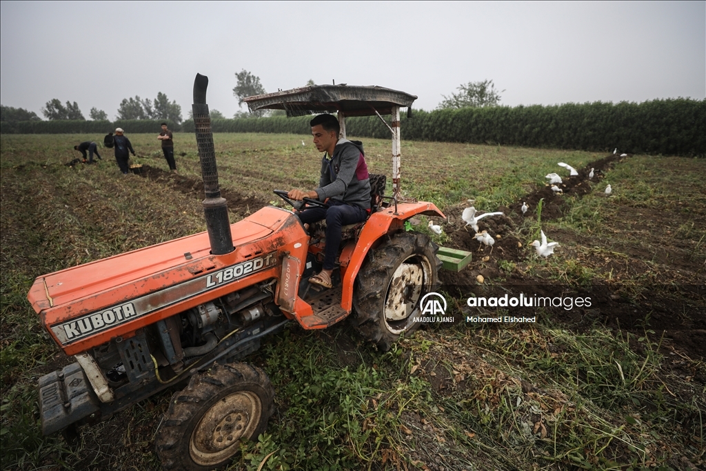 Mısır'da patates hasadı