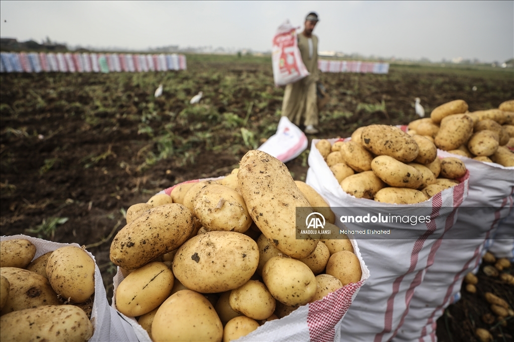 Mısır'da patates hasadı