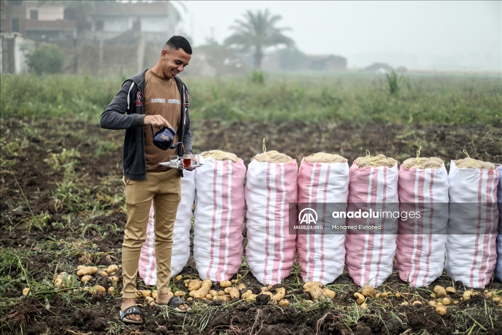 Mısır'da patates hasadı