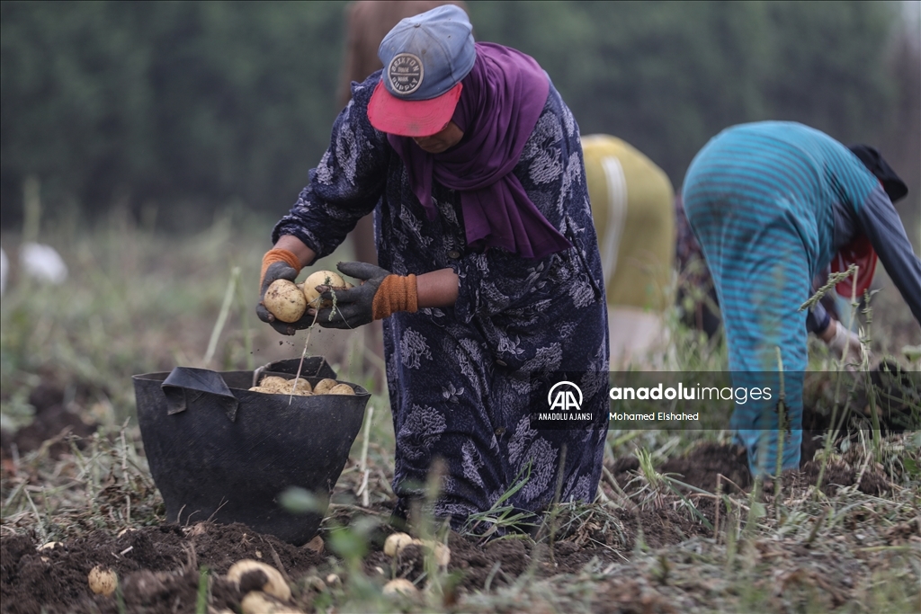 Mısır'da patates hasadı