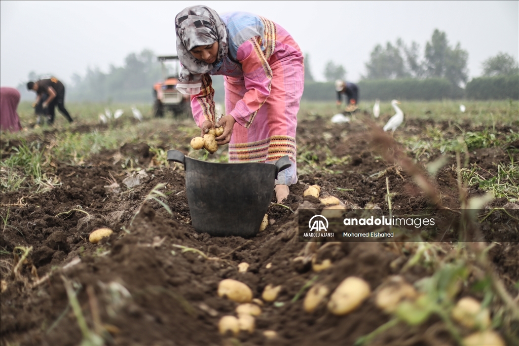Mısır'da patates hasadı