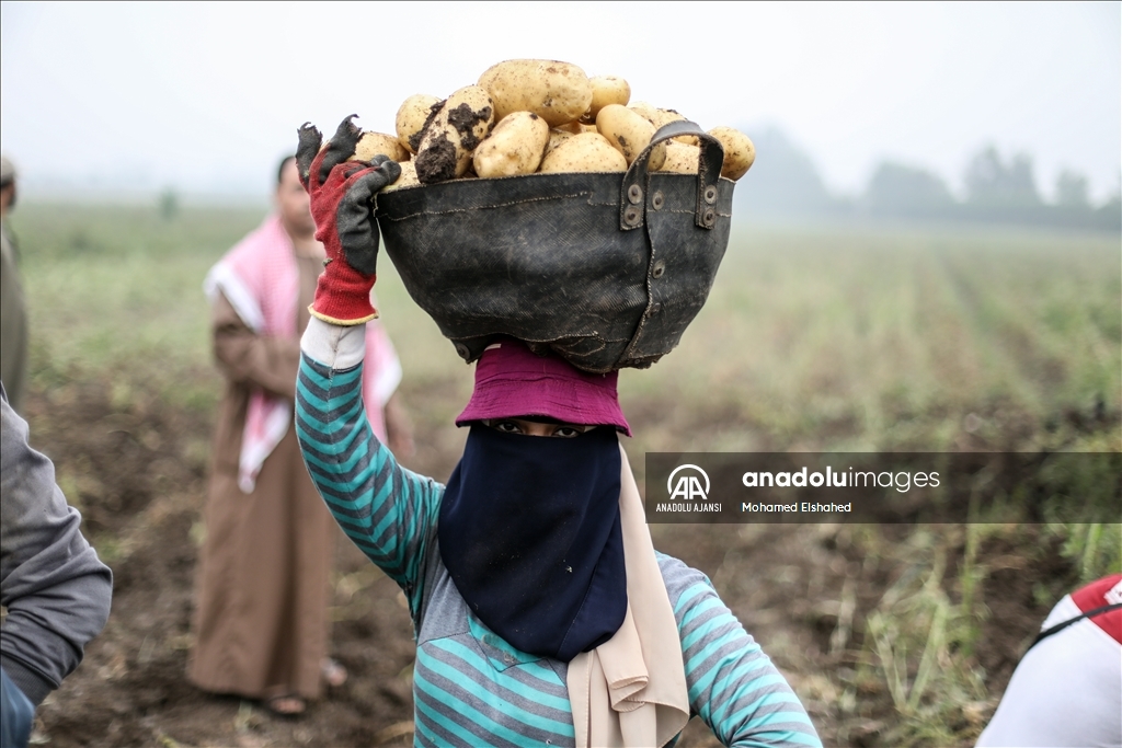Mısır'da patates hasadı