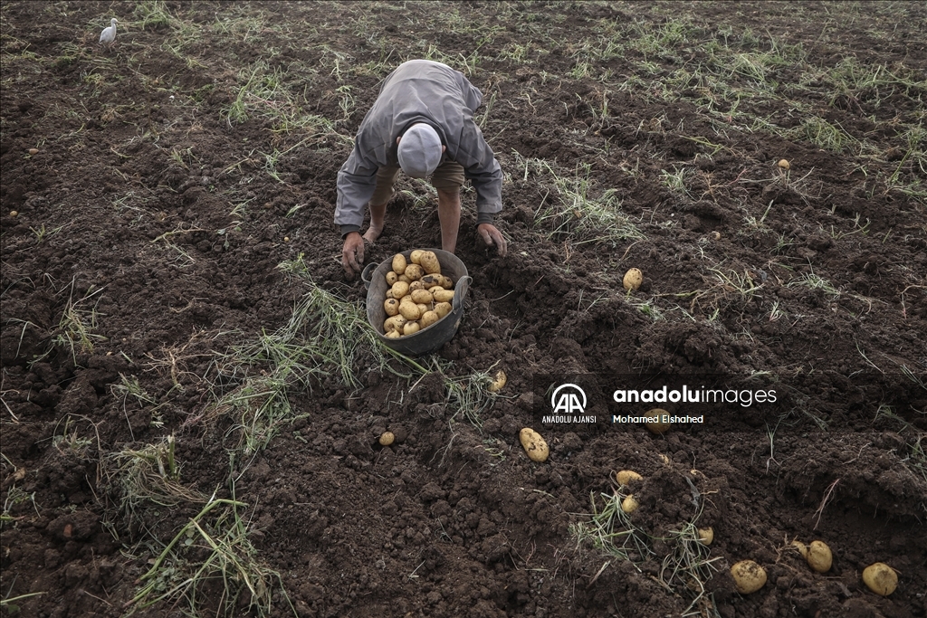 Mısır'da patates hasadı