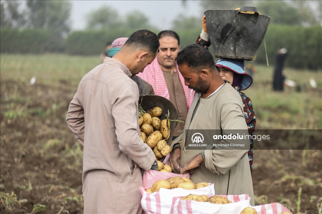 Mısır'da patates hasadı