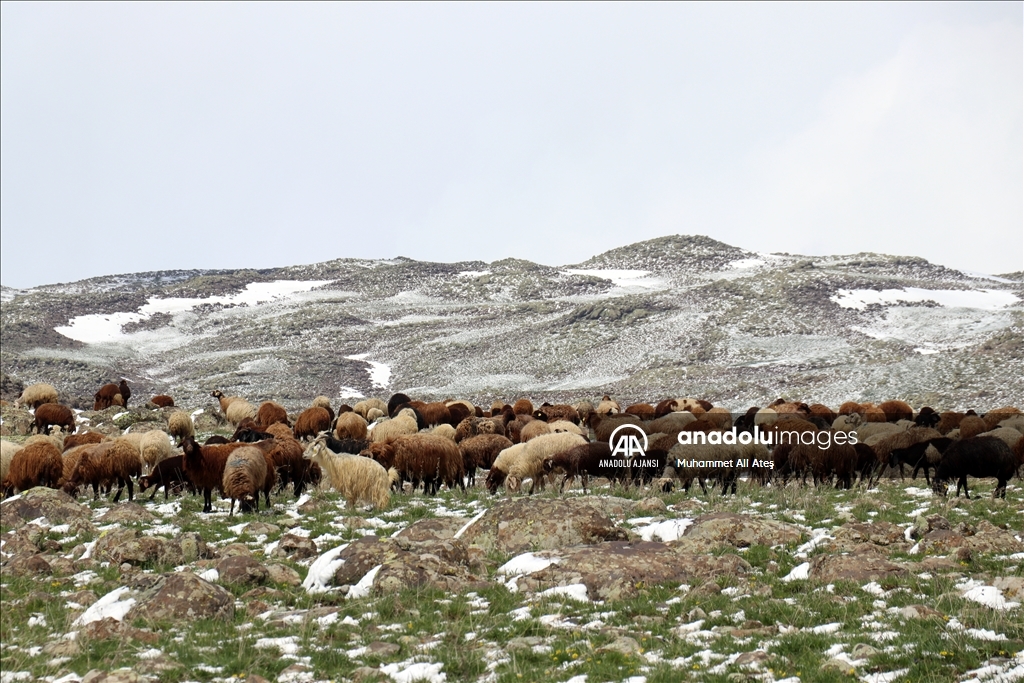 Ağrı'da yayla yolundaki göçerler sürüleriyle kara yakalandı