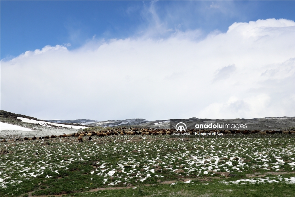 Ağrı'da yayla yolundaki göçerler sürüleriyle kara yakalandı