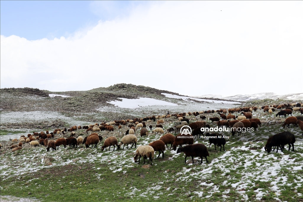Ağrı'da yayla yolundaki göçerler sürüleriyle kara yakalandı