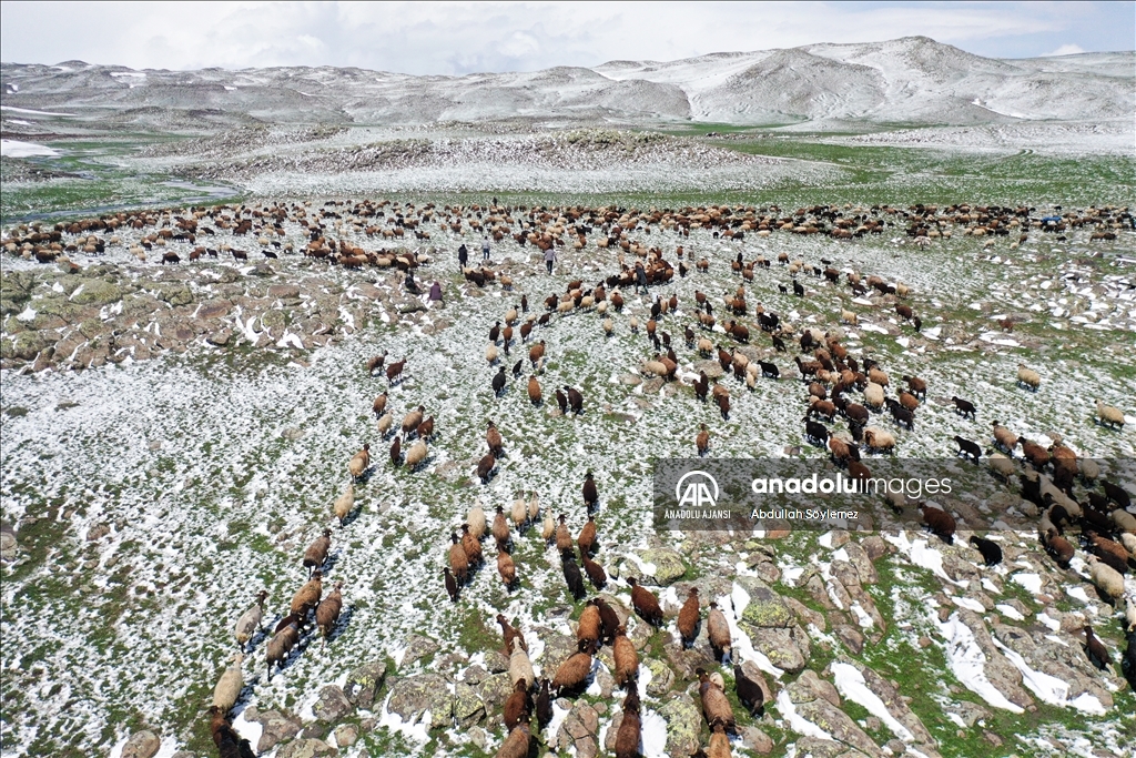 Ağrı'da yayla yolundaki göçerler sürüleriyle kara yakalandı