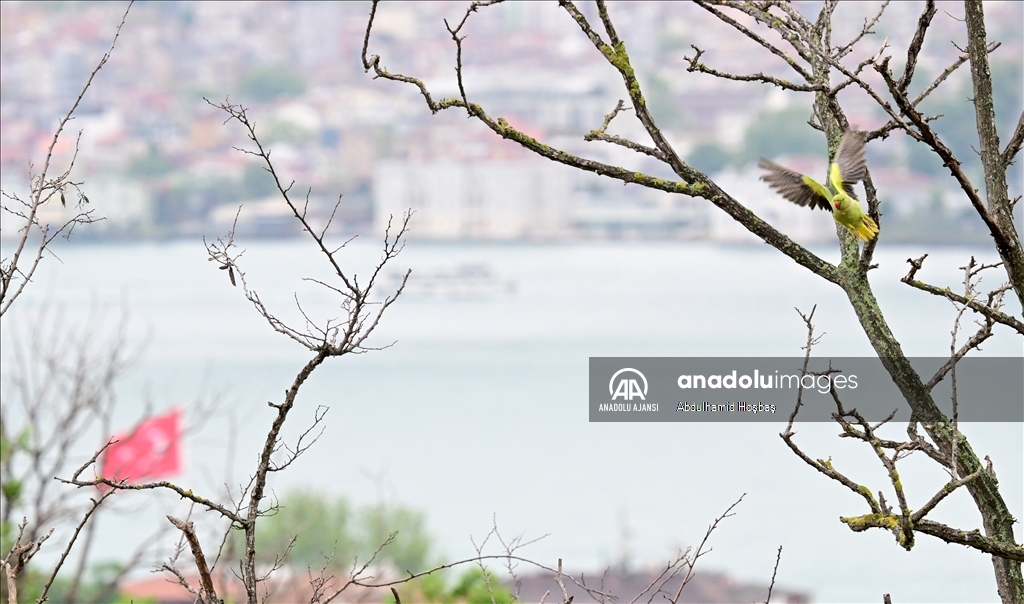 İstanbul’un tropik kuşları "Yeşil Papağanlar"