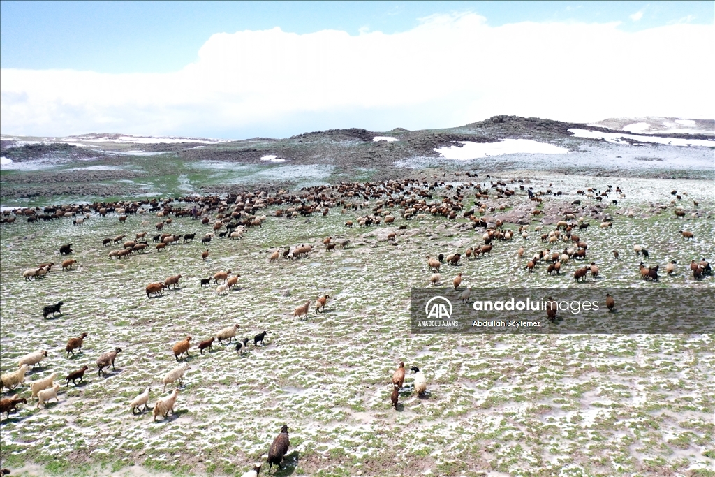 Ağrı'da yayla yolundaki göçerler sürüleriyle kara yakalandı