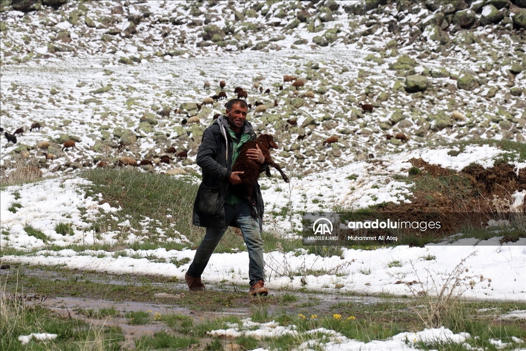 Ağrı'da yayla yolundaki göçerler sürüleriyle kara yakalandı