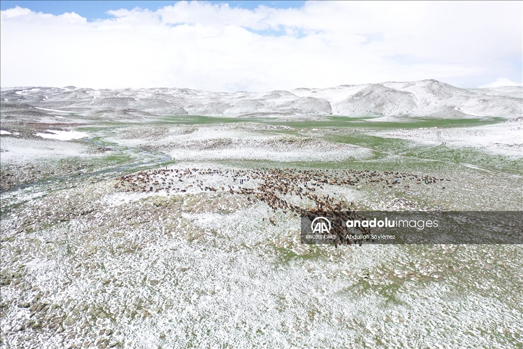 Ağrı'da yayla yolundaki göçerler sürüleriyle kara yakalandı