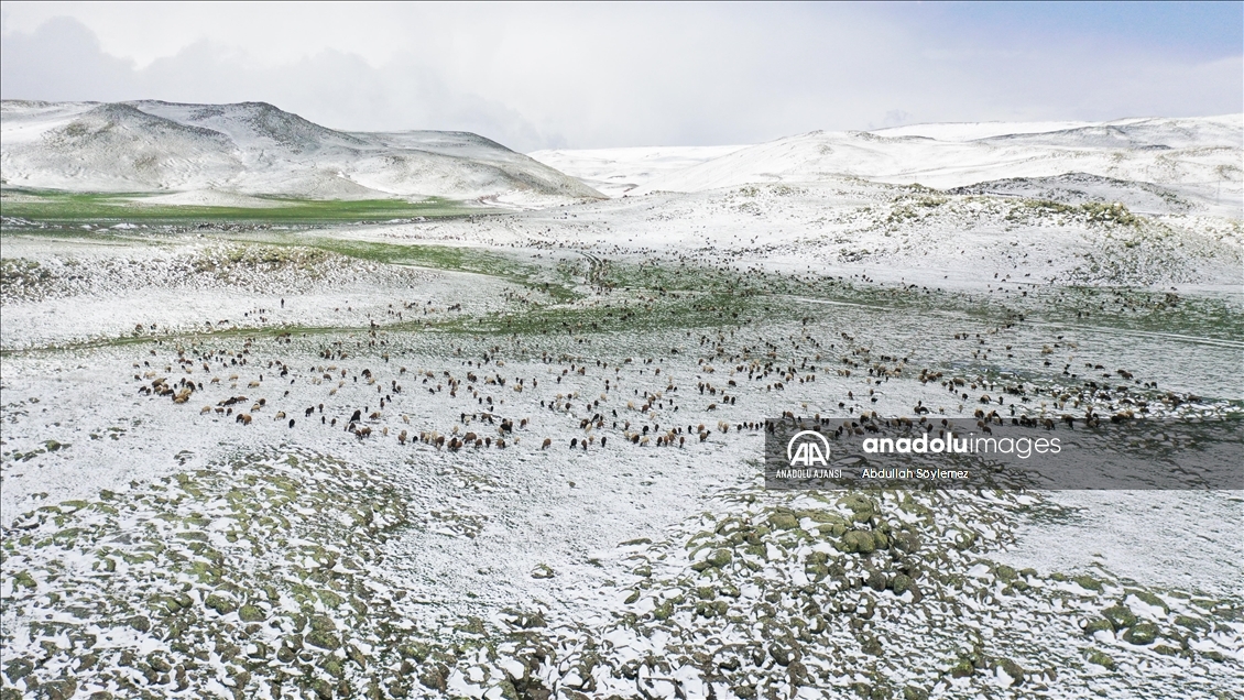 Ağrı'da yayla yolundaki göçerler sürüleriyle kara yakalandı