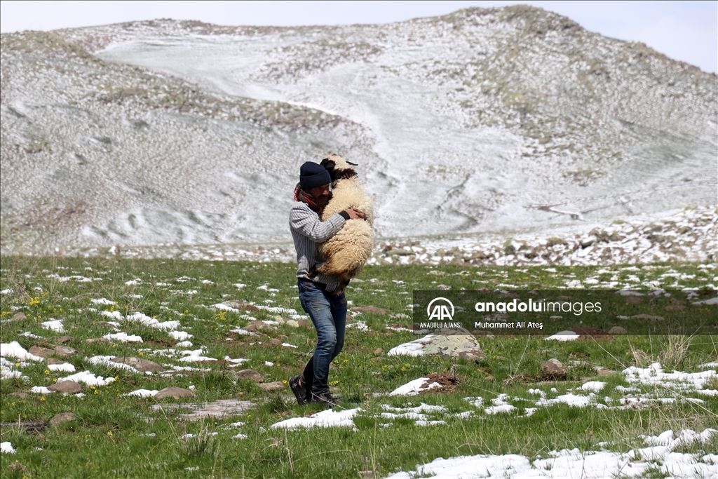 Ağrı'da yayla yolundaki göçerler sürüleriyle kara yakalandı