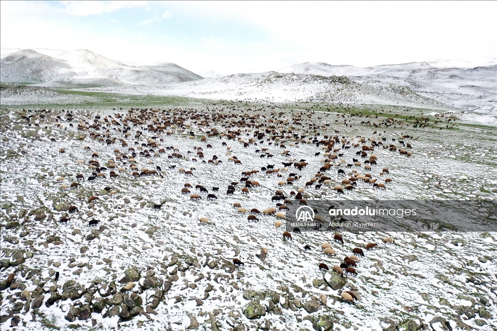 Ağrı'da yayla yolundaki göçerler sürüleriyle kara yakalandı