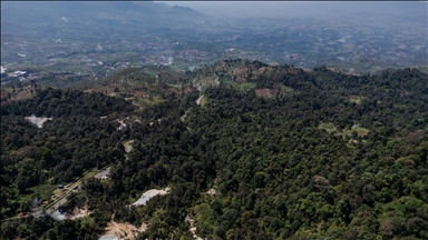 Nesli tükenmekte olan yavaş lorisler tedavilerinin ardından Endonezya'daki doğa koruma alanına bırakıldı