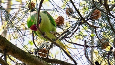 İstanbul’un tropik kuşları "Yeşil Papağanlar"
