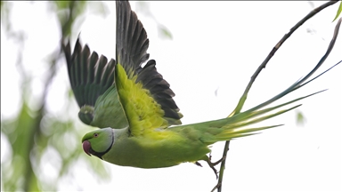 Ankara'nın tropik kuşları "Yeşil Papağanlar"