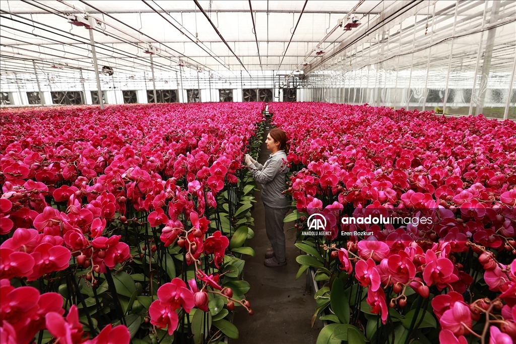 Flowers prepared for upcoming Mother's Day in Turkiye's Adana