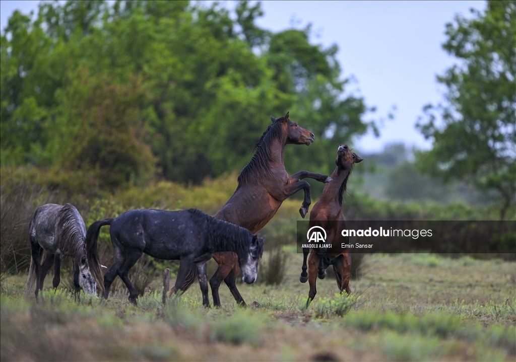 Kızılırmak Deltası'nda özgürce koşan yılkı atları