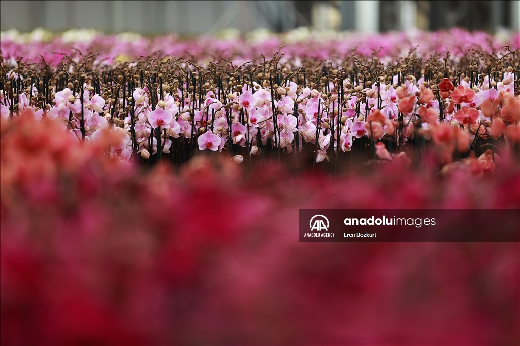 Flowers prepared for upcoming Mother's Day in Turkiye's Adana