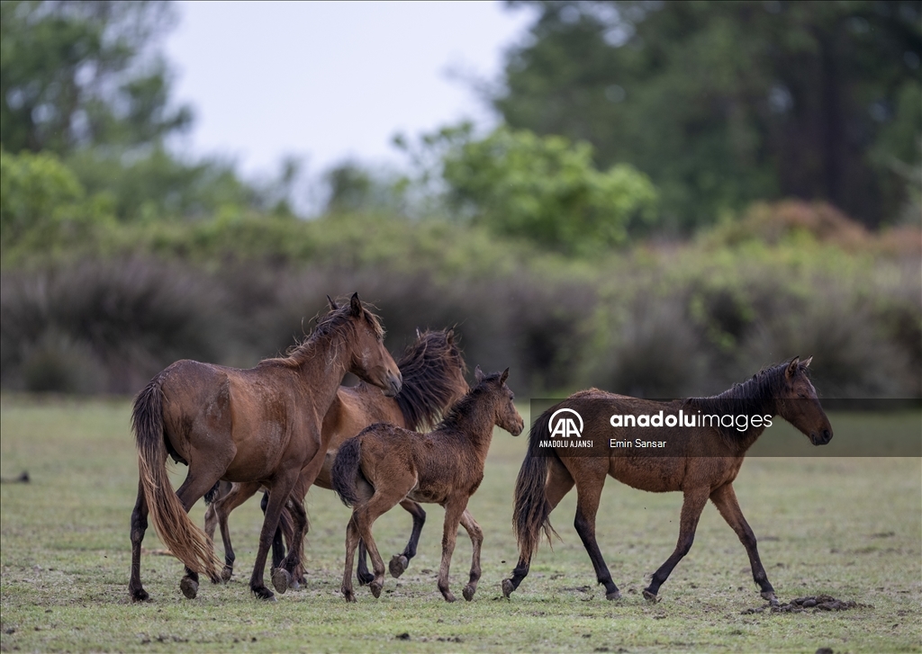 Kızılırmak Deltası'nda özgürce koşan yılkı atları